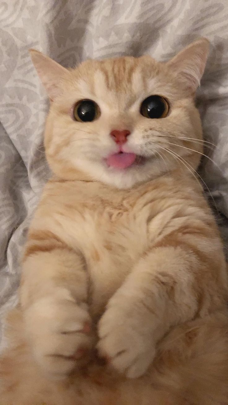 Original cat photo